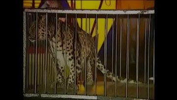 Cirkus: Animales Salvajes Actores Porno